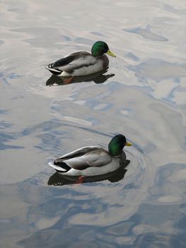 male ducks on a lake