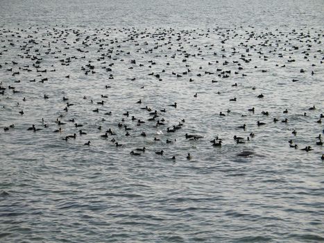 crowd of wild ducks on the ocean