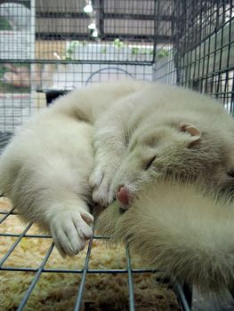 White sable sleeps in the lattice on the exhibition