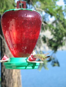 hummingbird drinking out of a feeder