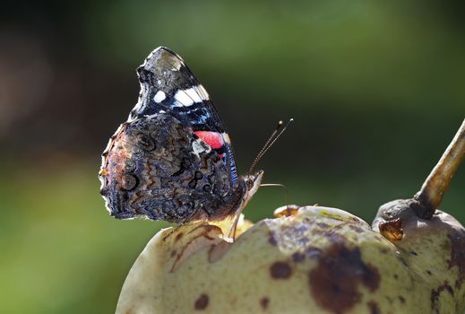 brush-footed butterfly