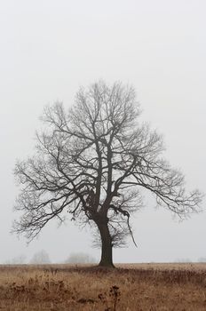 Shot of the solitary tree