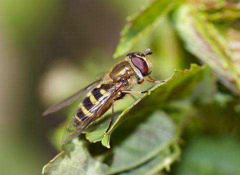 Detail (close-up) of the syrphid-fly