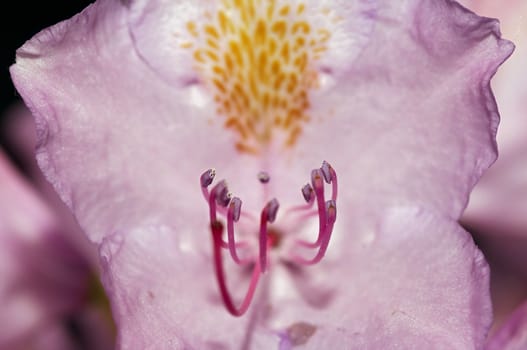 Close-up (macro) of the bloom of rose-bay