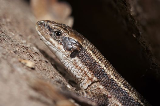 Close-up - detail - of the lizard