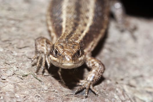 Close-up - detail - of the lizard