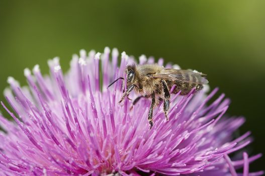 Detail (close-up) of the honeybee with antheral dust - pollination