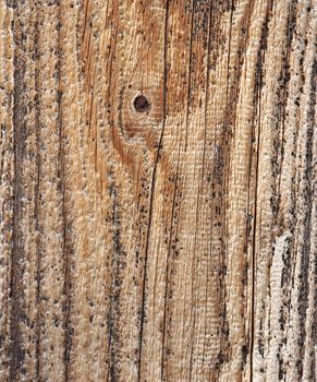 Detail of the wood texture - abstract