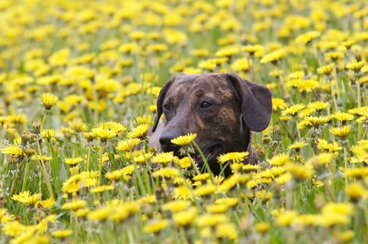 Shot of the dog in the meadow