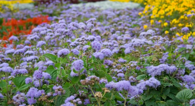 Field of yellow, lilac and red flowers. A background