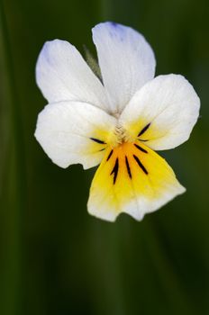 Close-upl of the wild pansy at the grass