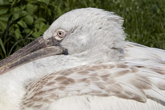 Dalmatian pelican - detail of the head and eye