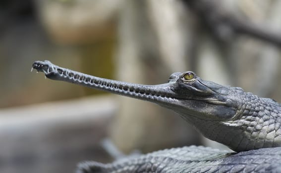 Detail of the head of Indial gavial - endangered species