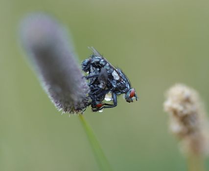 Detail (close-up) of the flies