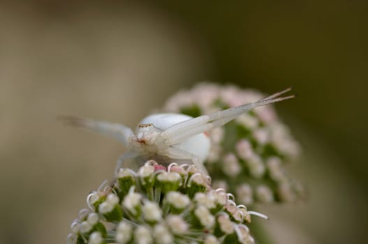 Detail - close-up - of the spider - hunter