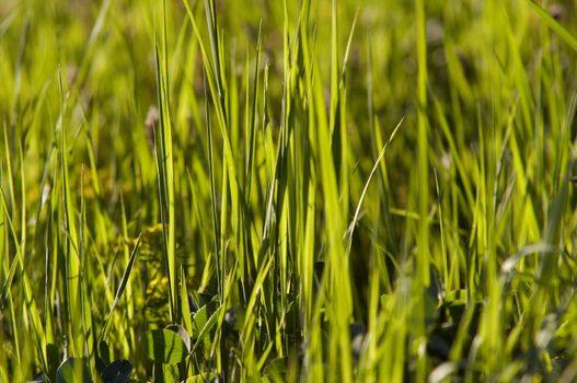 Abstract shot of the grass - close-up