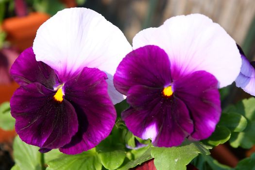 Closeup of beautiful two-color flower pansie