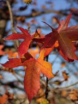 nice and cold autumn landscape
