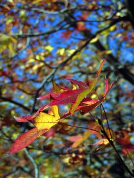 nice and cold autumn landscape