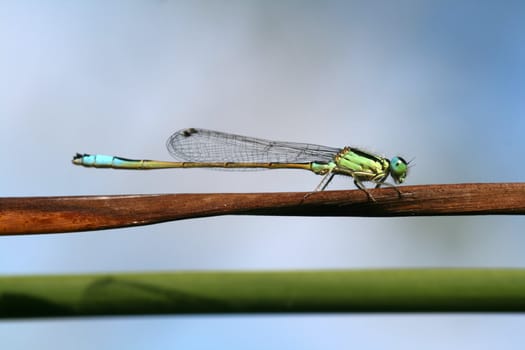dragonfly