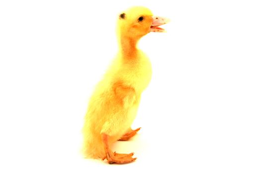 litle duck