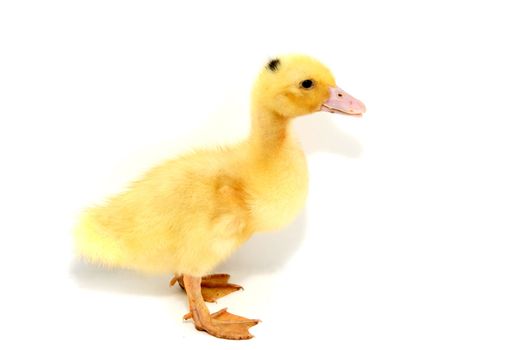 yellow duck