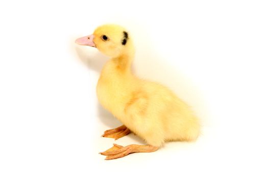 yellow duck