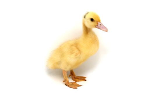 yellow duck
