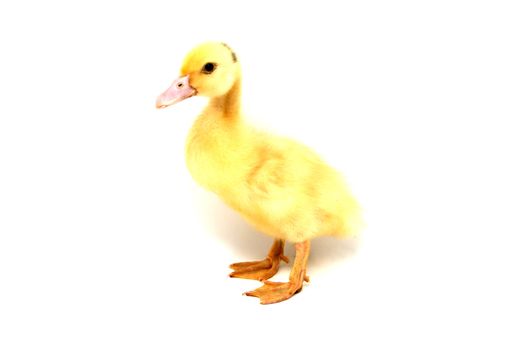 yellow duck
