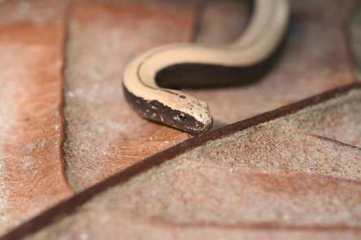 little snake