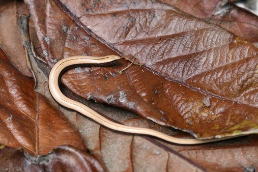 little snake