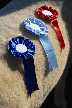 Prizes of the sheep breed champion. 