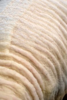 Sheepskin sheared. White wooly texture
