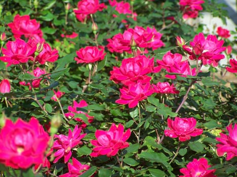 I could not resist taking background shot of my personal favoite flowers.