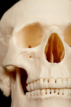 The human skull closeup - front part with teeth