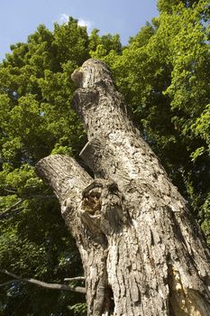 a dead tree in the middle of a forest