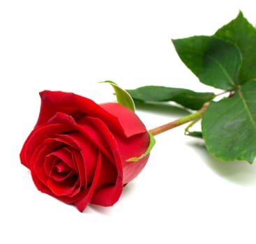 Red rose with green leaves. Isolation on white background. Shallow DOF