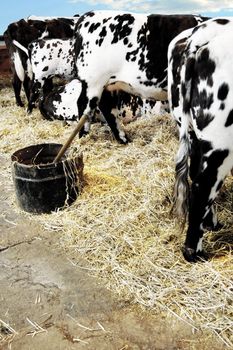 Dairy cows at feeding time on the farm. Rear view