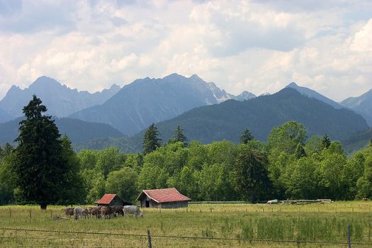 Landscape, destination, Germany, Alps, mountain, pasture, Natus, Europe, mountains, hiking, Grass, summer, spring, sky, cloud, blue, green, forest, tree,
Landschaft, Reiseziel, Deutschland, Alpen, Berg, Viehweide, Natus, Europa, Gebirge, Bergwandern, Grass, Sommer, Fr�hling,, Himmel, Wolken, blau, gr�