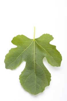 fig leaf on white background