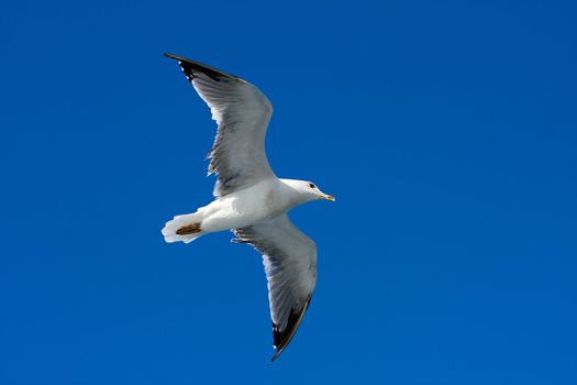 Blue sky with flaying seagull