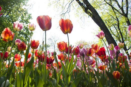 amazingly colored beautiful tulips, in the spring