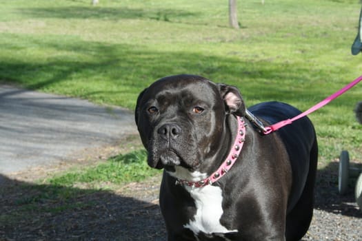 Pitbull dog outside in a park.