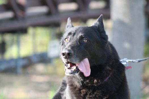 German shepherd dog outside in a park.