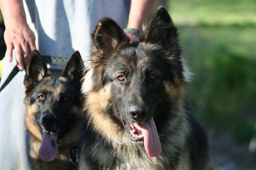 German shepherd dog outside in a park.