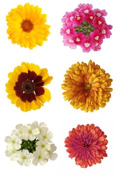 Six beautiful flowers isolated on a white background