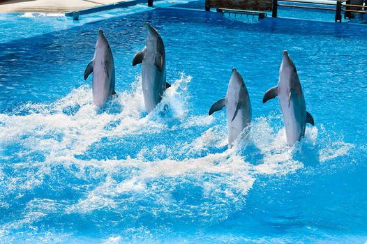 Four dolfins performing in a pool in Palma Majorca