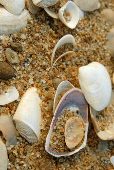 Close-up of sea shells on the beach. Golden sand background