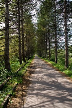 The picture is made during walk on a botanical garden