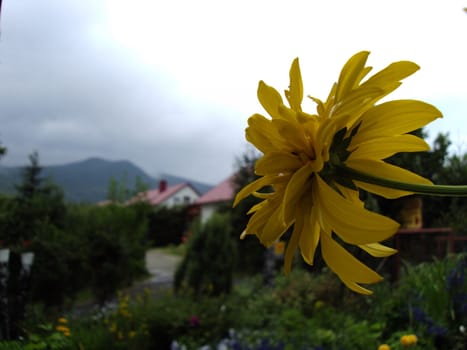 A flower in Bieszczady mountains